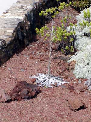 Gancarz.com, Travel, Hawaii 2006, Haleakala Crater