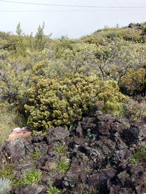 Gancarz.com, Travel, Hawaii 2006, Haleakala Crater